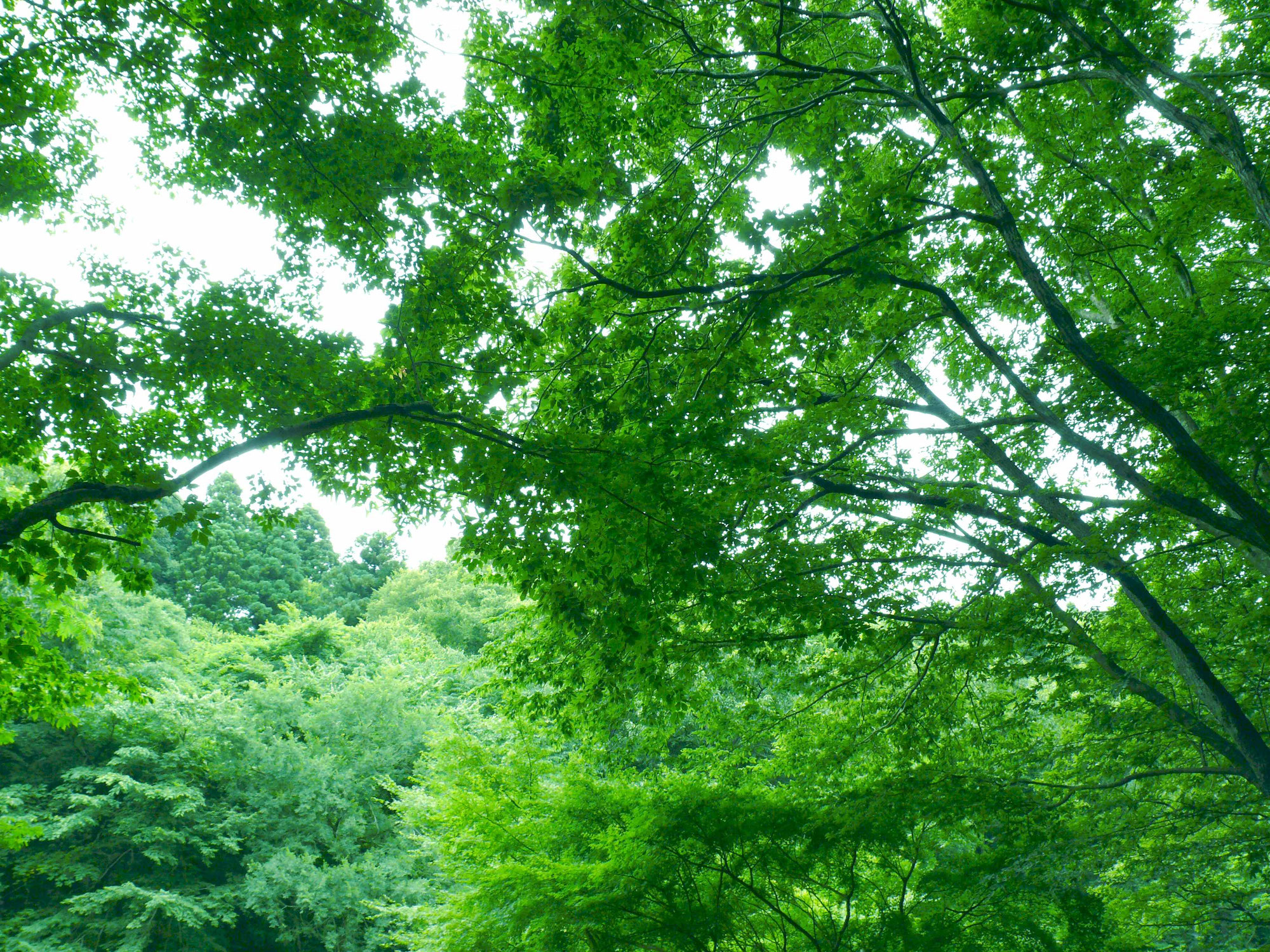 カトリック高蔵寺教会 Catholickozoji ページ