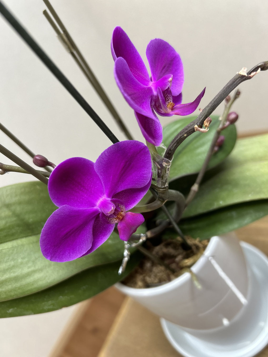 ☆胡蝶蘭が咲きました☆