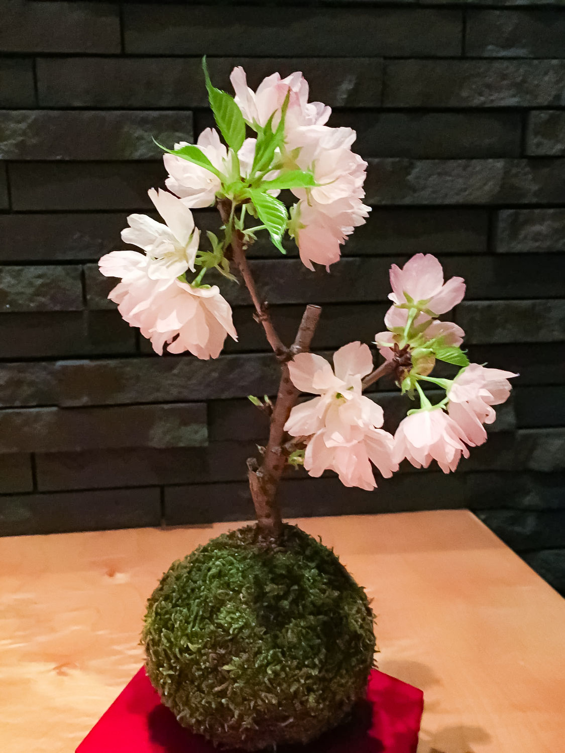 「桜の苔玉」追加クラス開催いたします