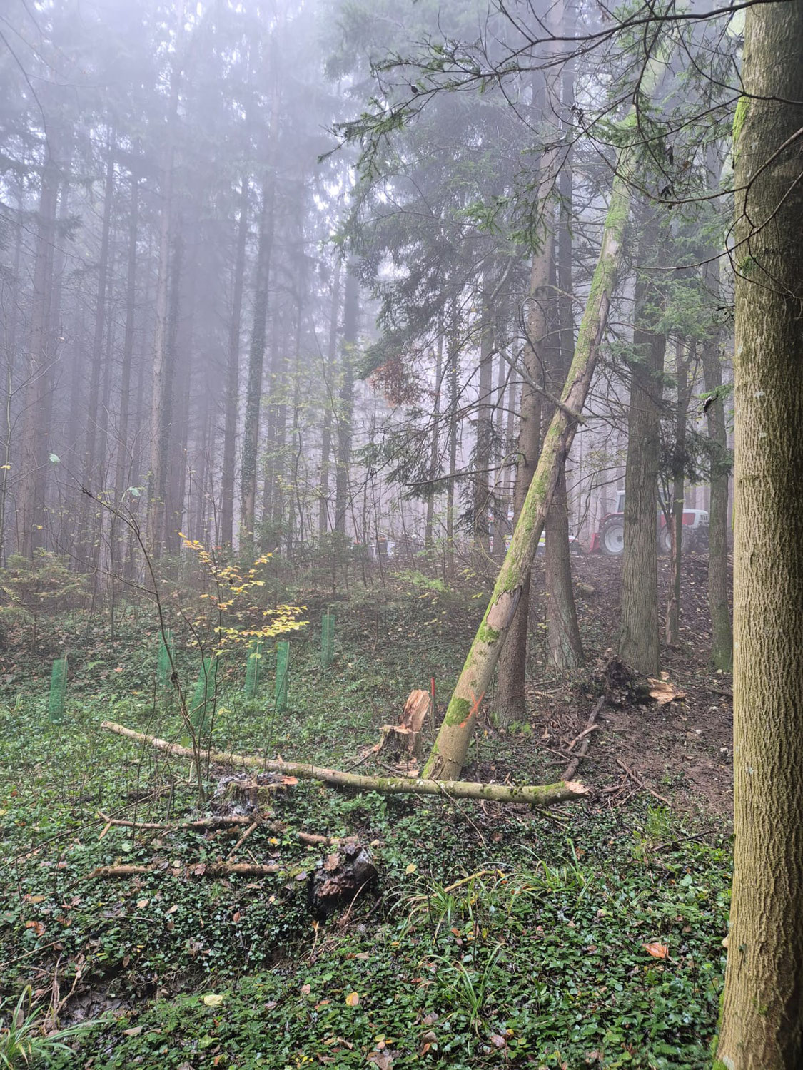 Tödlicher Forstunfall