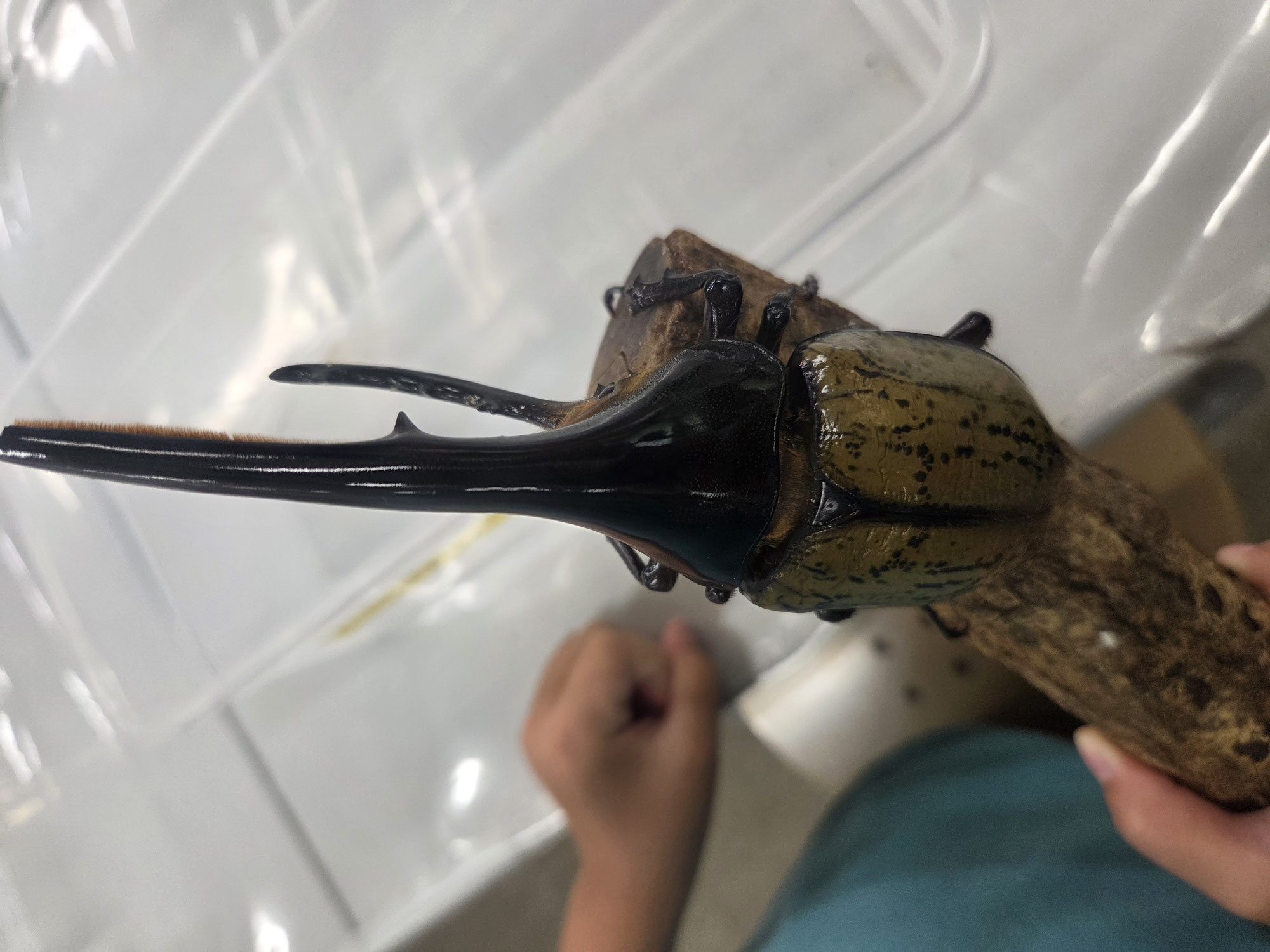 佐用町昆虫館へお出かけ