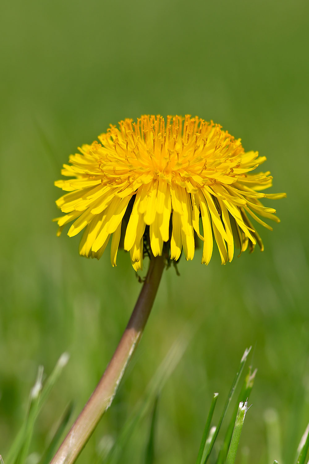 "Frühling im Nienthal"