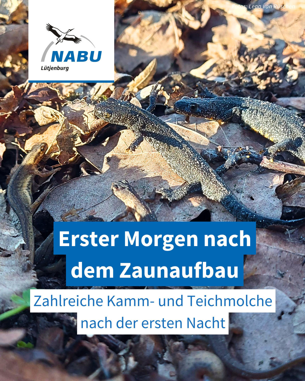Erster Tag nach dem Zaunaufbau