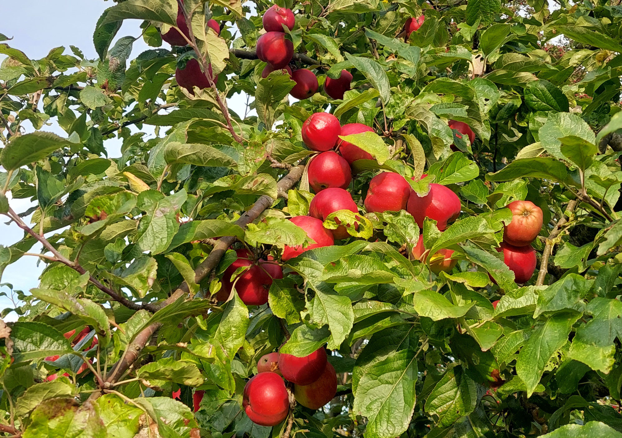 „Süß und lecker!“ - Apfelsaft selbst gemacht