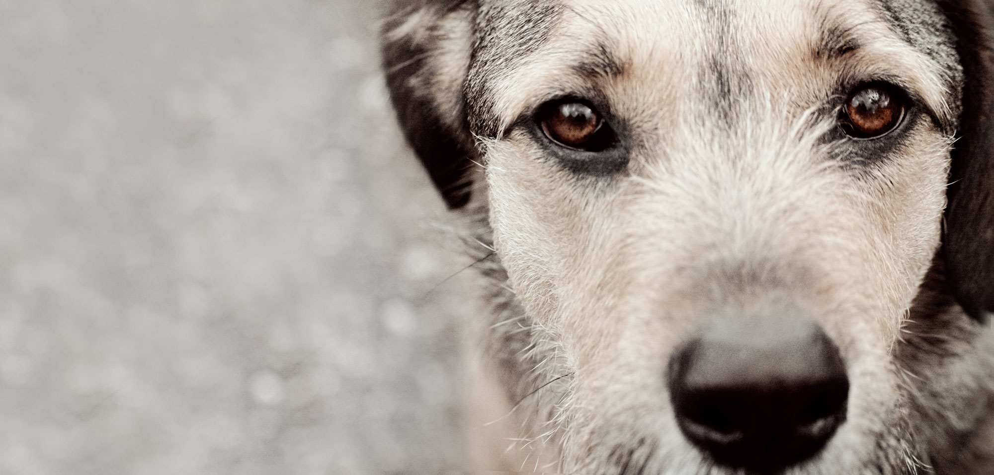 Eddy - Welkom op de site van stichting Dutch Animal Care