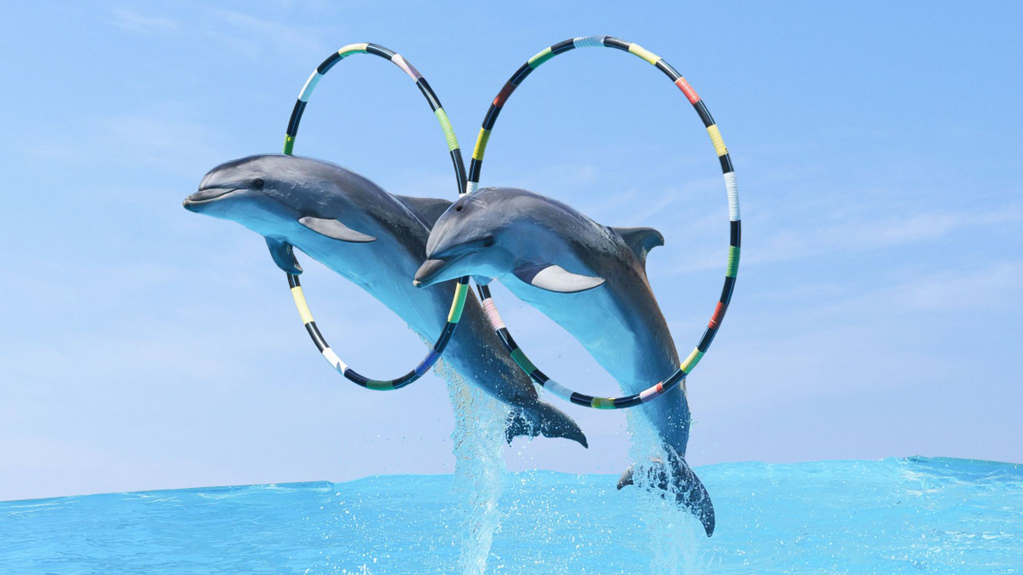 Expedia stops selling holidays that include experiences with captive dolphins and whales