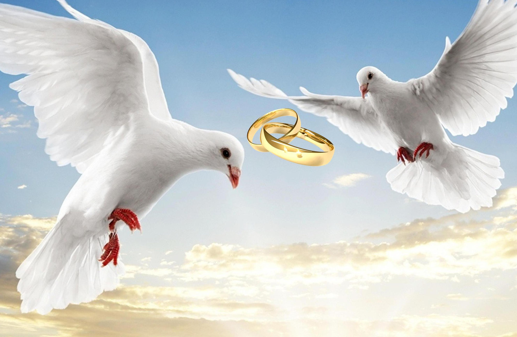 Preise hochzeitstaubenhettstedt