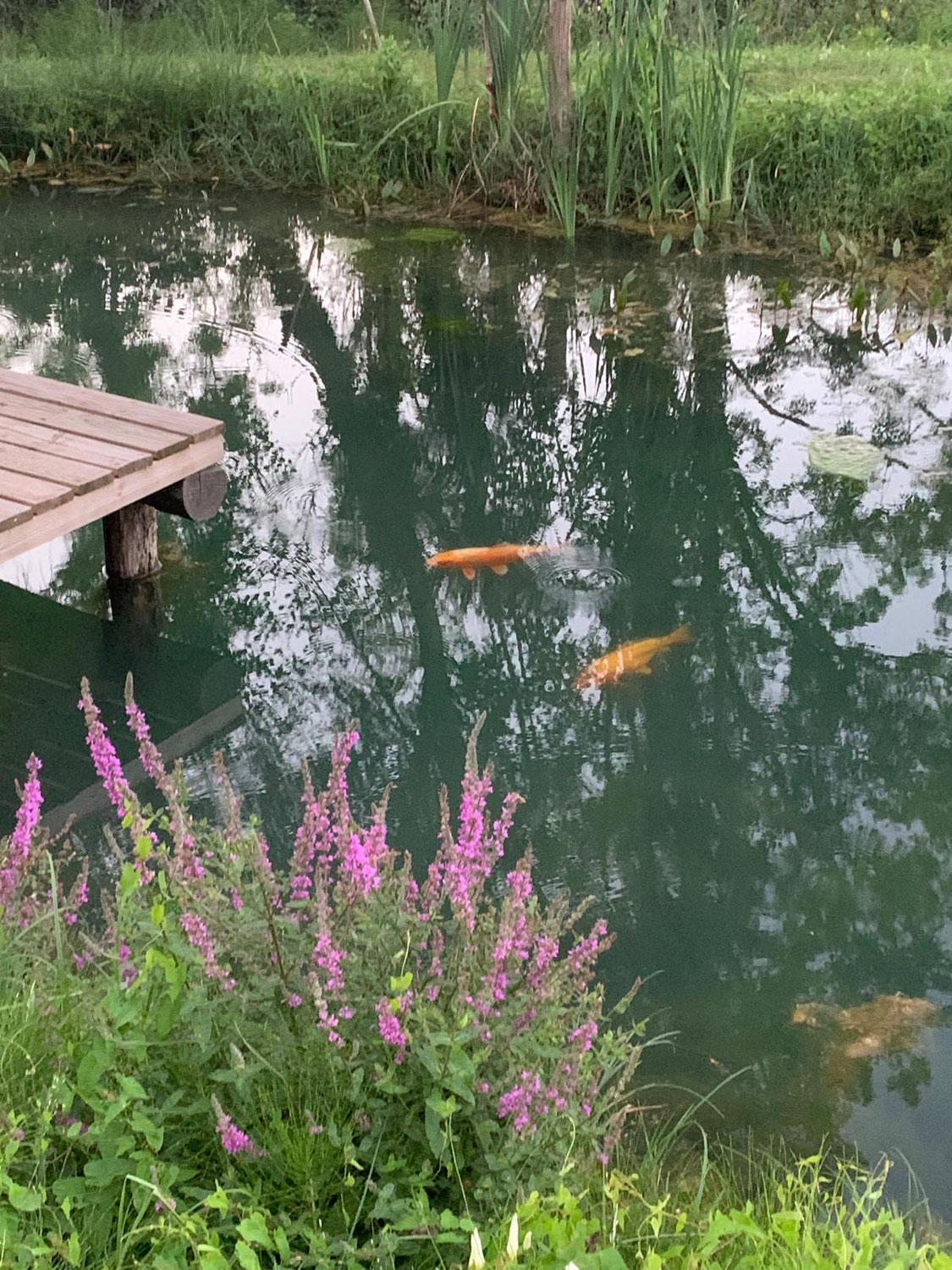 Un coin de paradis : notre nouvel étang à La Ferraz