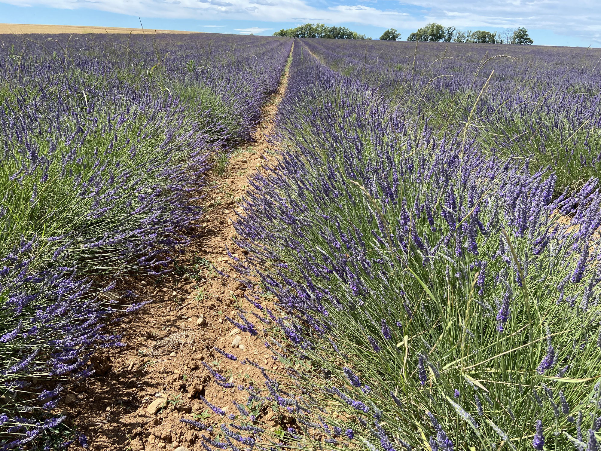 Wie Göttinnen in Frankreich: Die Provence-Studienreise 2024