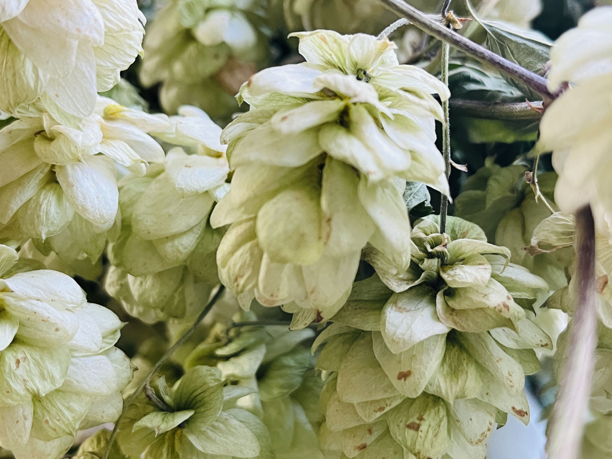 Hopfen gegen Falten