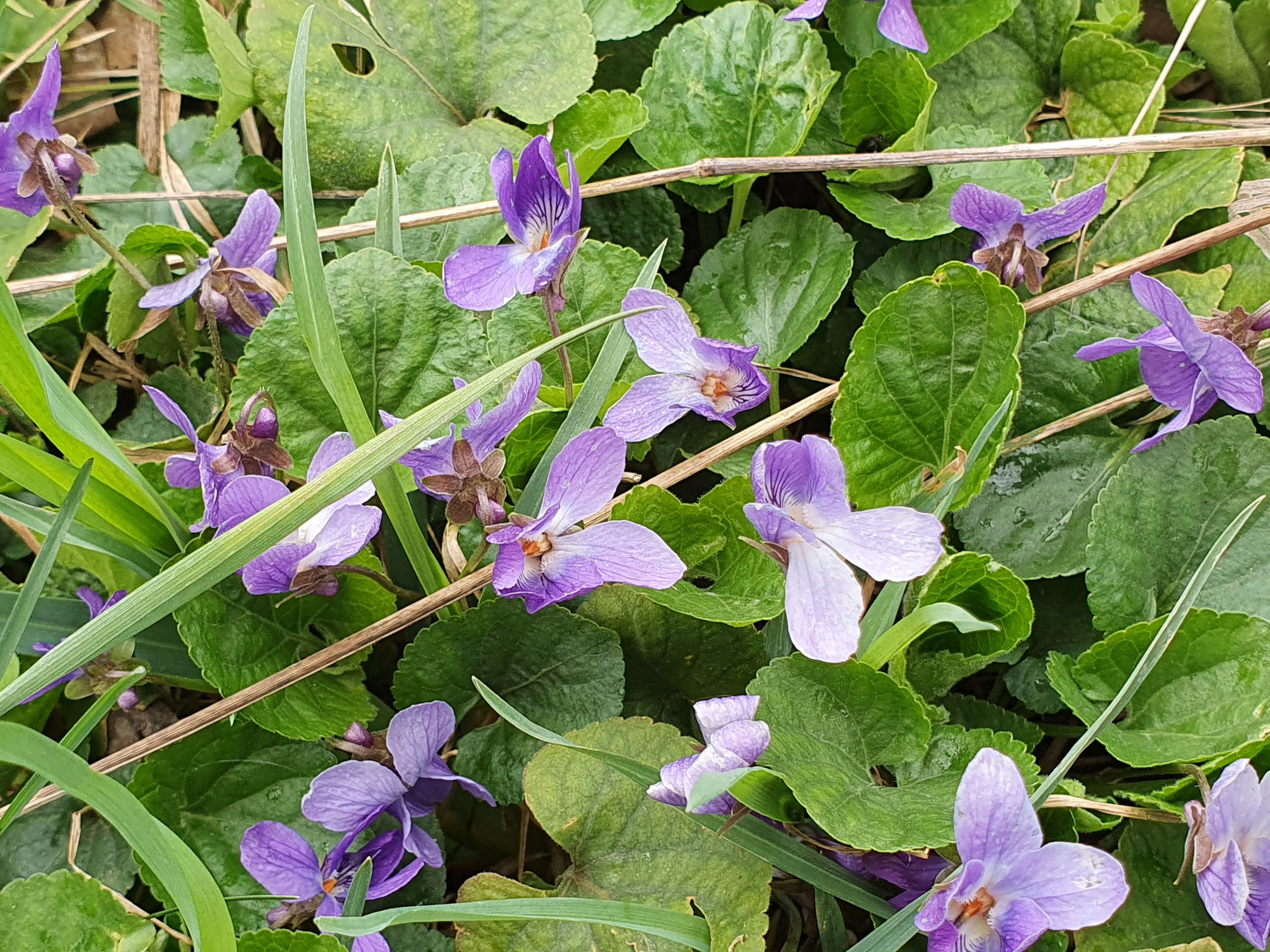 Mit Aromen verzaubern