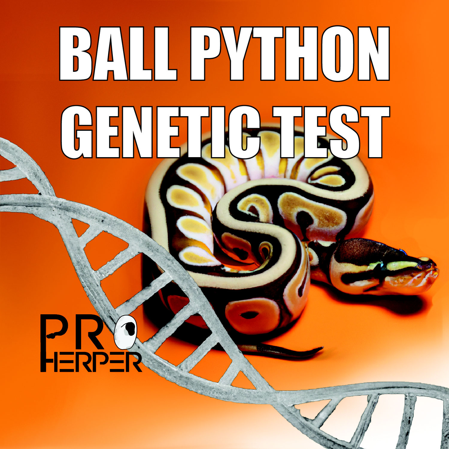 Des tests génétiques sur les python regius
