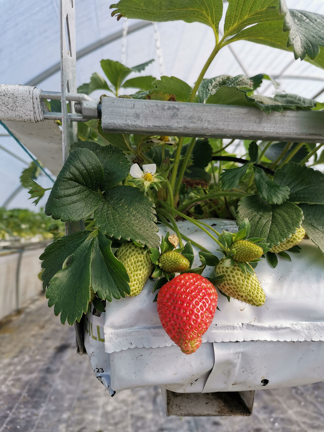 Les premières fraises devraient arriver la 1ère quinzaine d'avril.