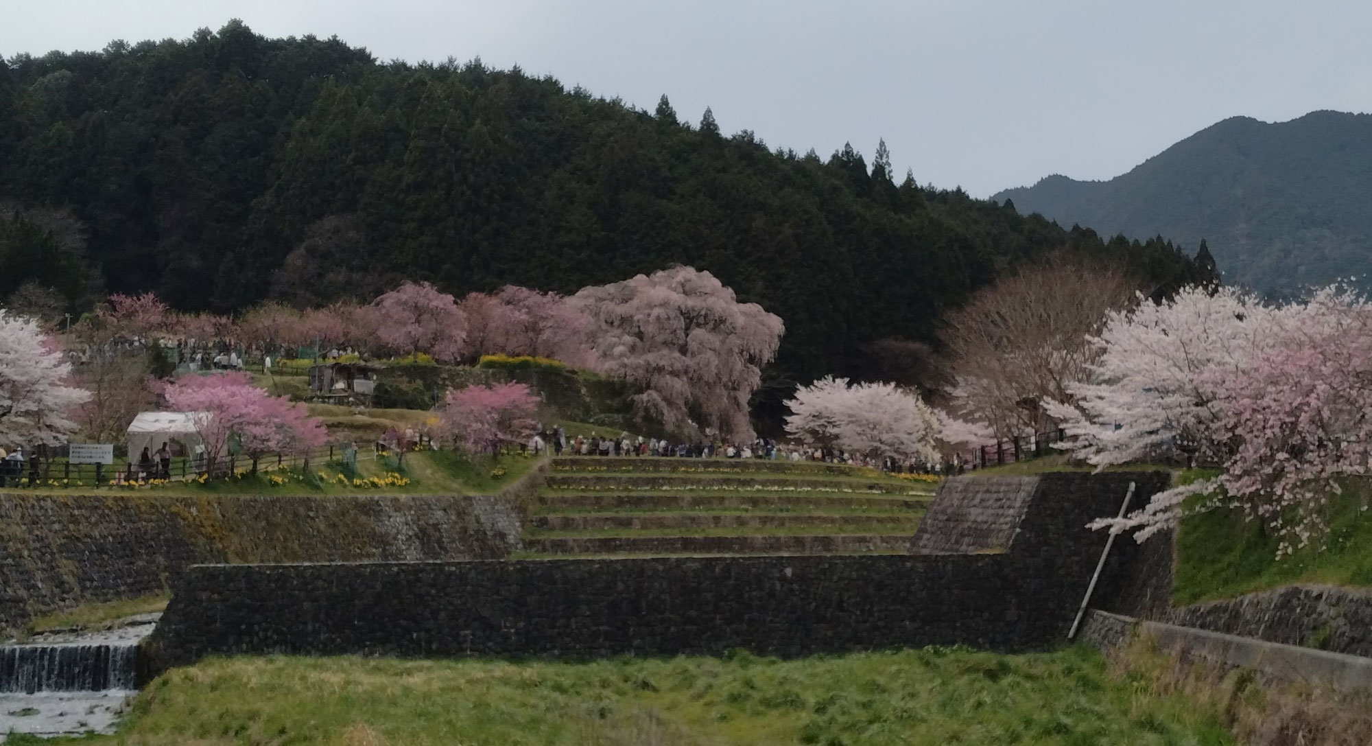 淀の陽だまり　第９回　又兵衛桜と大宇陀