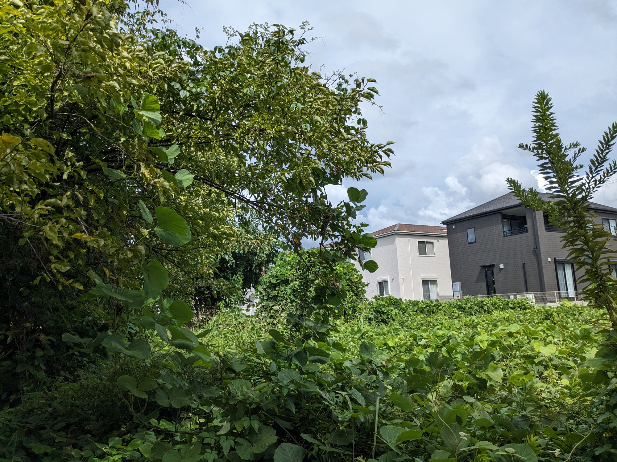 雑草対策の実際①　　雑草対策の依頼は庭だけではない