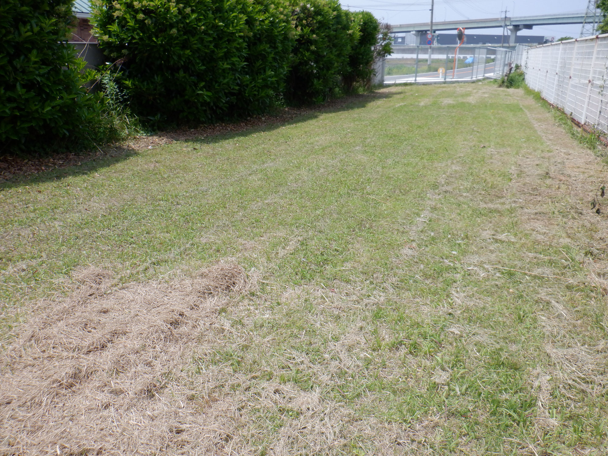 ５月１０日、除草作業、参加ありがとうございました。