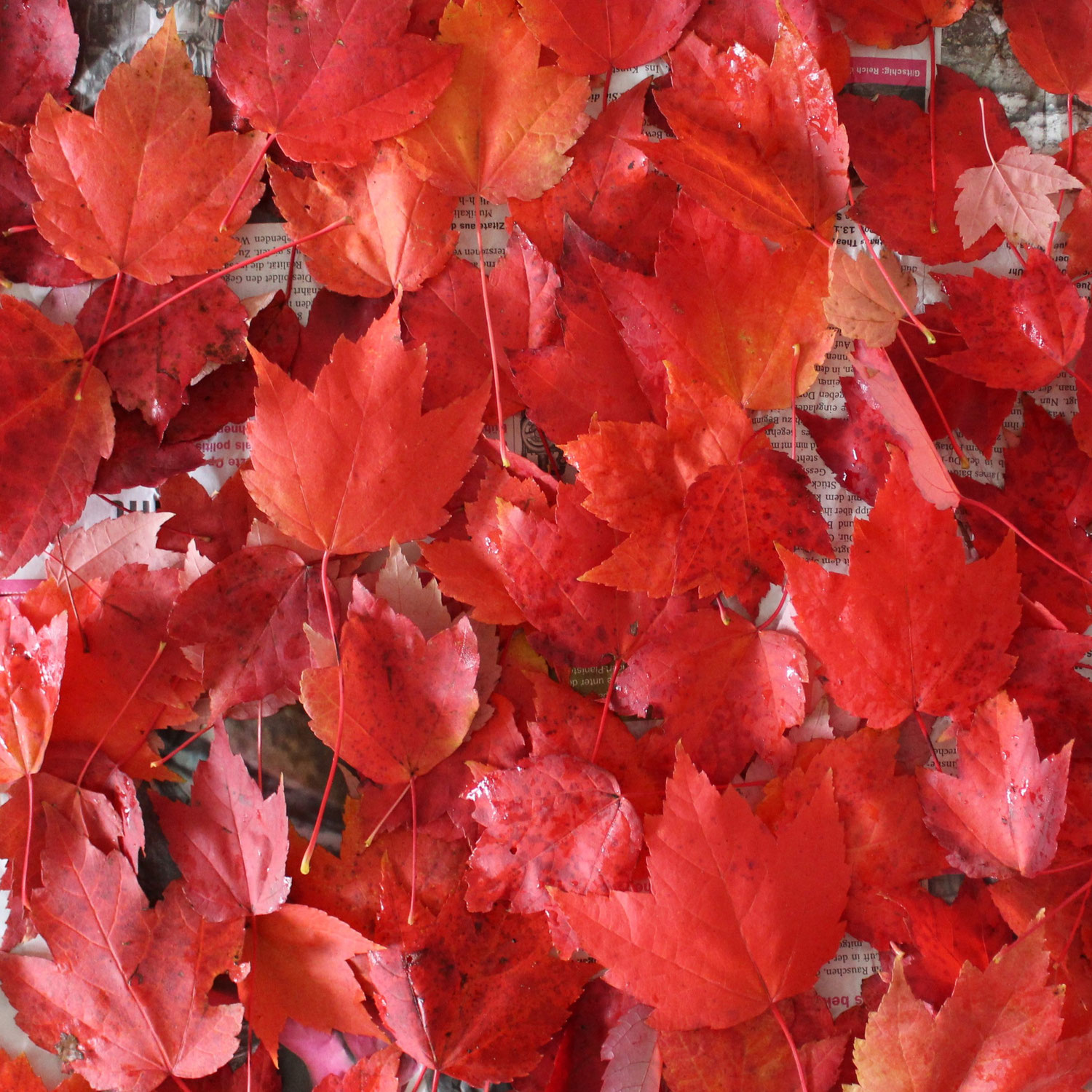 Herbstfarben: Der Rot-Ahorn - bot. Acer rubrum