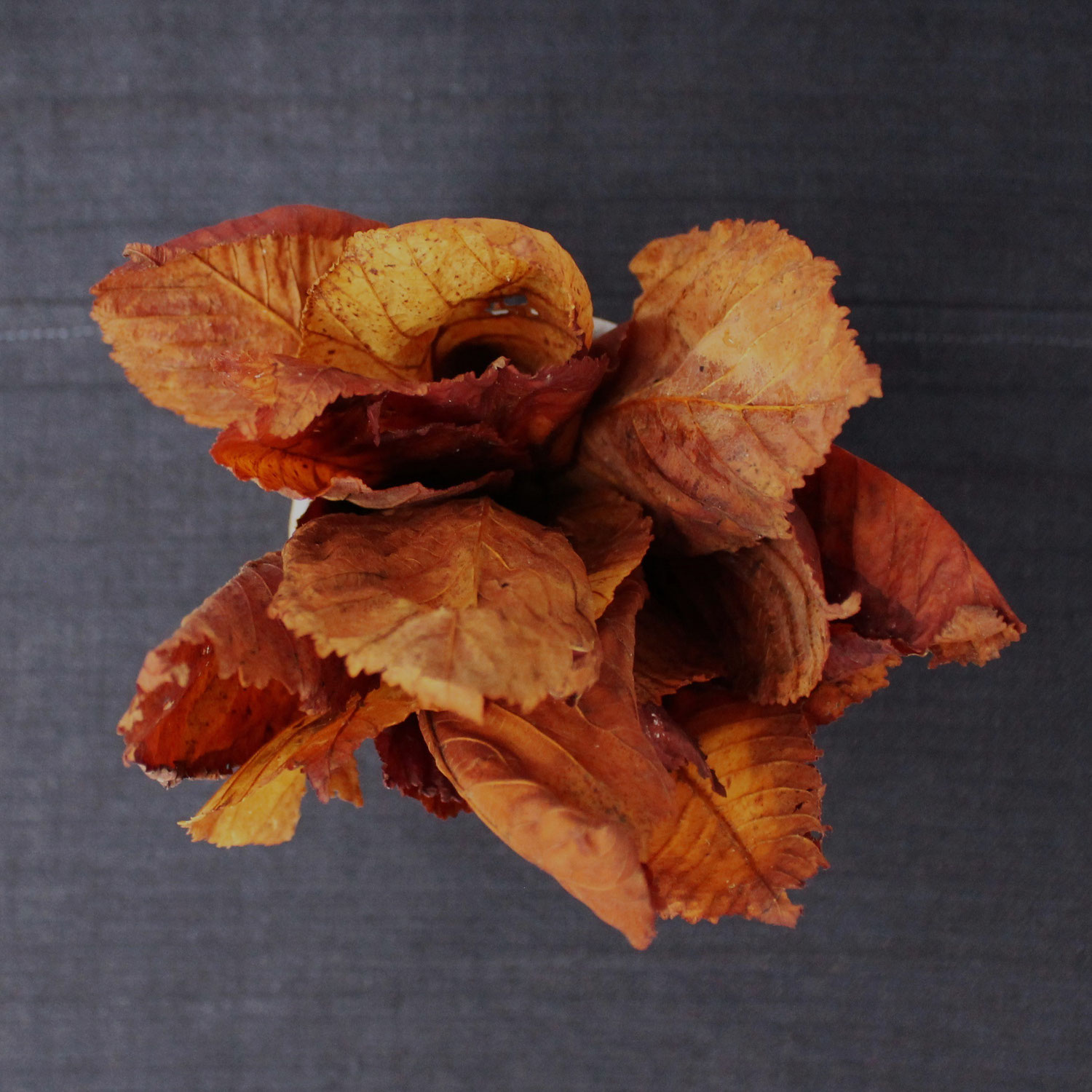 Herbstfarben: die Kastanie - bot. Castanea
