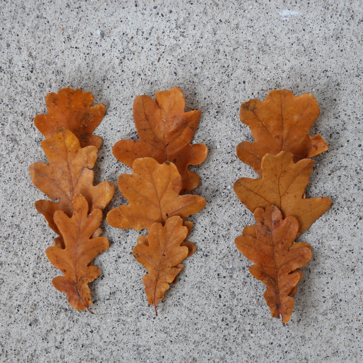 Herbstfarben: die Eiche - bot. Quercus