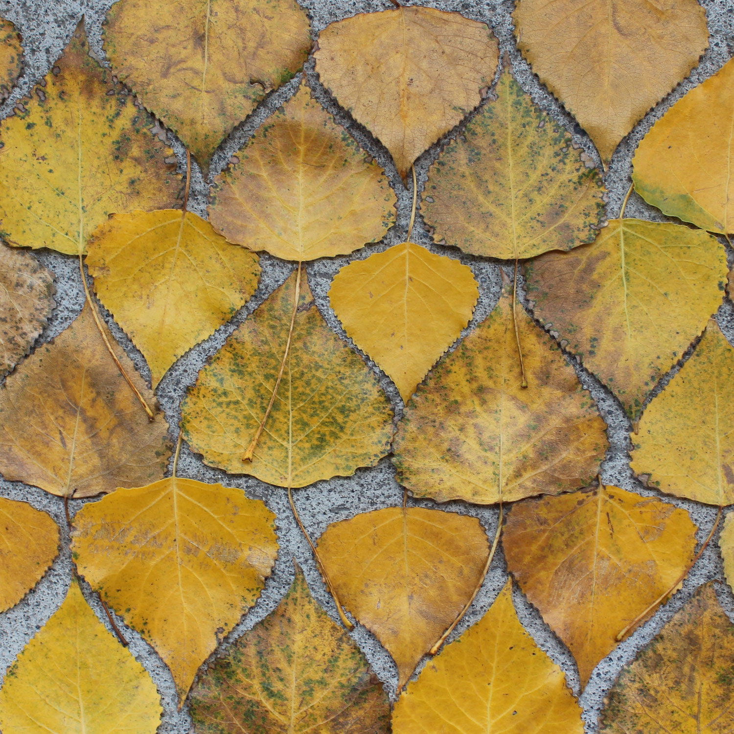 Herbstfarben: Die Pappel - lat. Populus