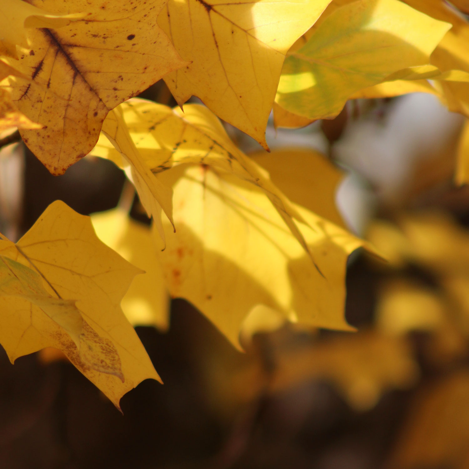 Herbstfarben: Der Tulpenbaum - bot. Liriodendron tulipifera