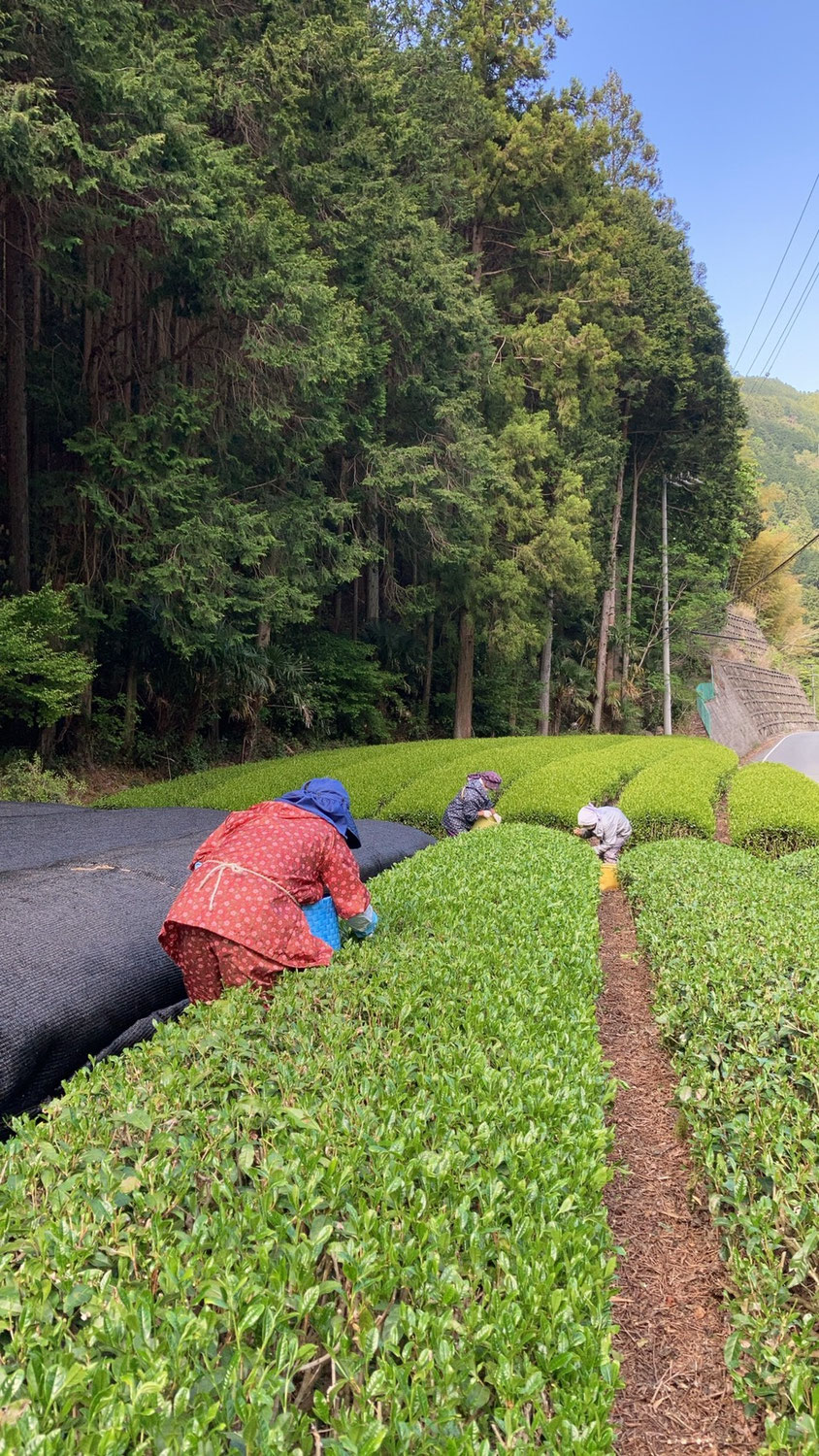 お茶摘み始まりました