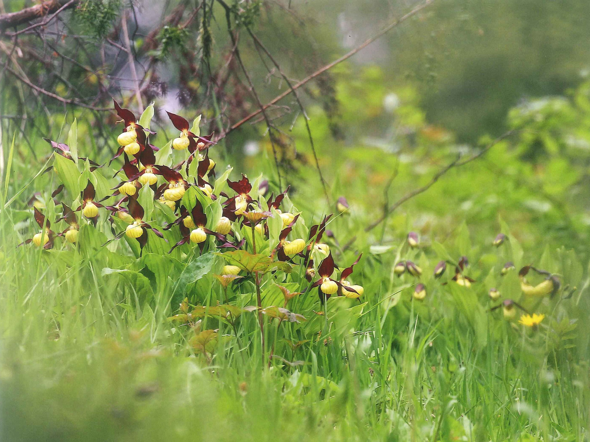 Pflanzenportrait: Frauenschuh - eine heimische Gartenorchidee mit Seltenheitswert