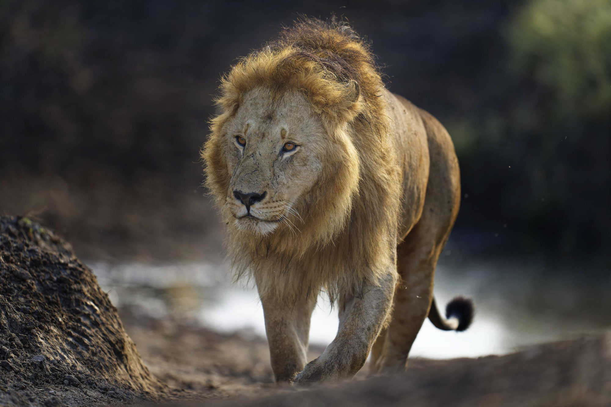 Maasai Mara Sommer 2021 - Löwen im frühen Morgenlicht und im Regen