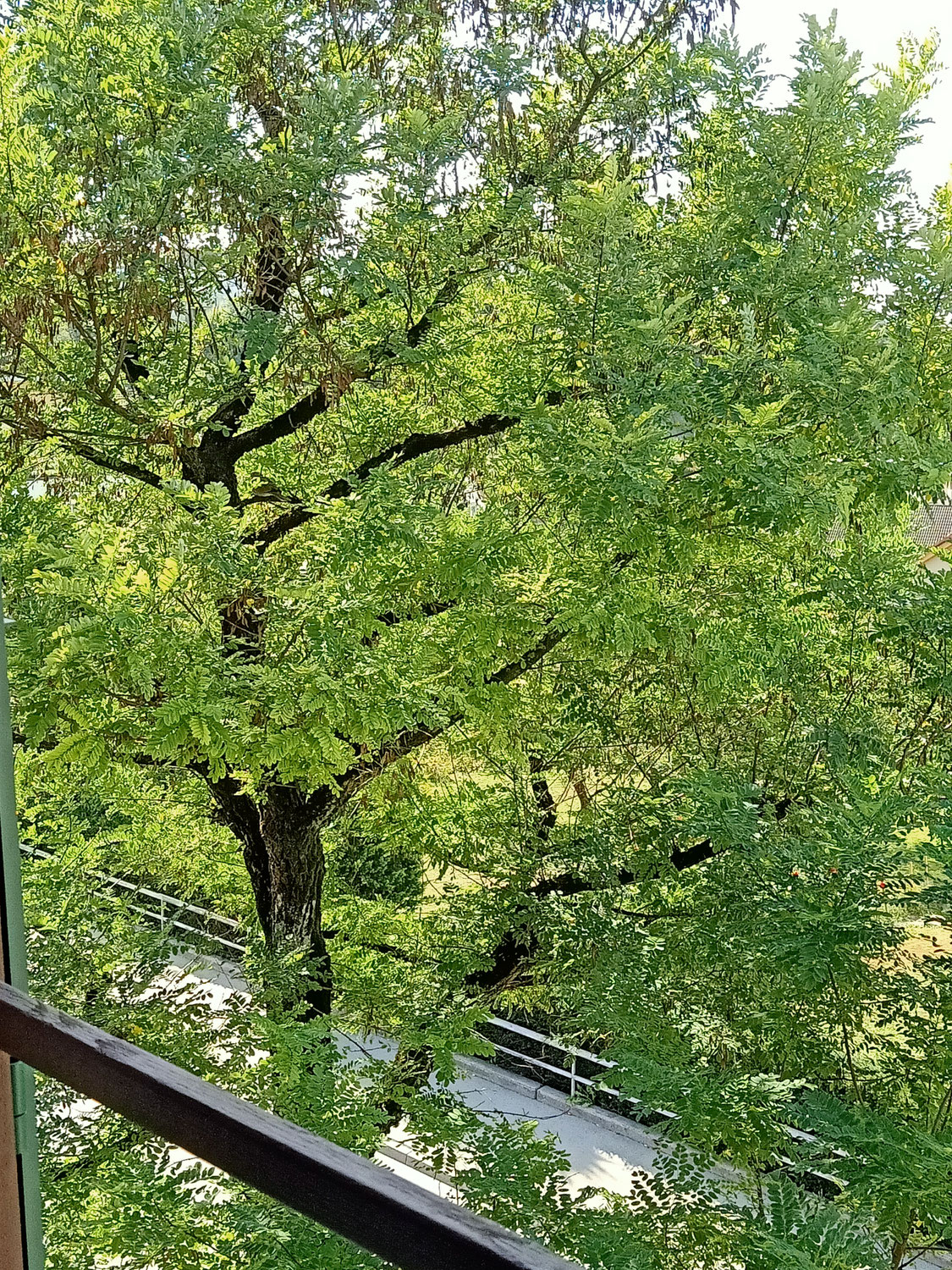 Der Baum vor meinem Fenster