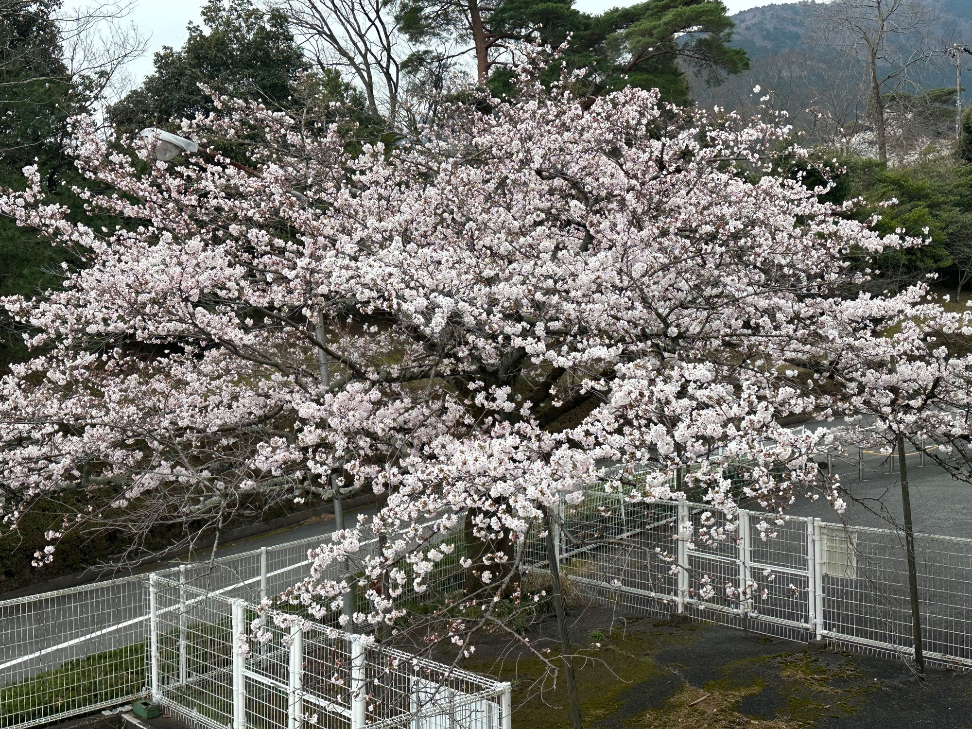 ちょっと気になる50