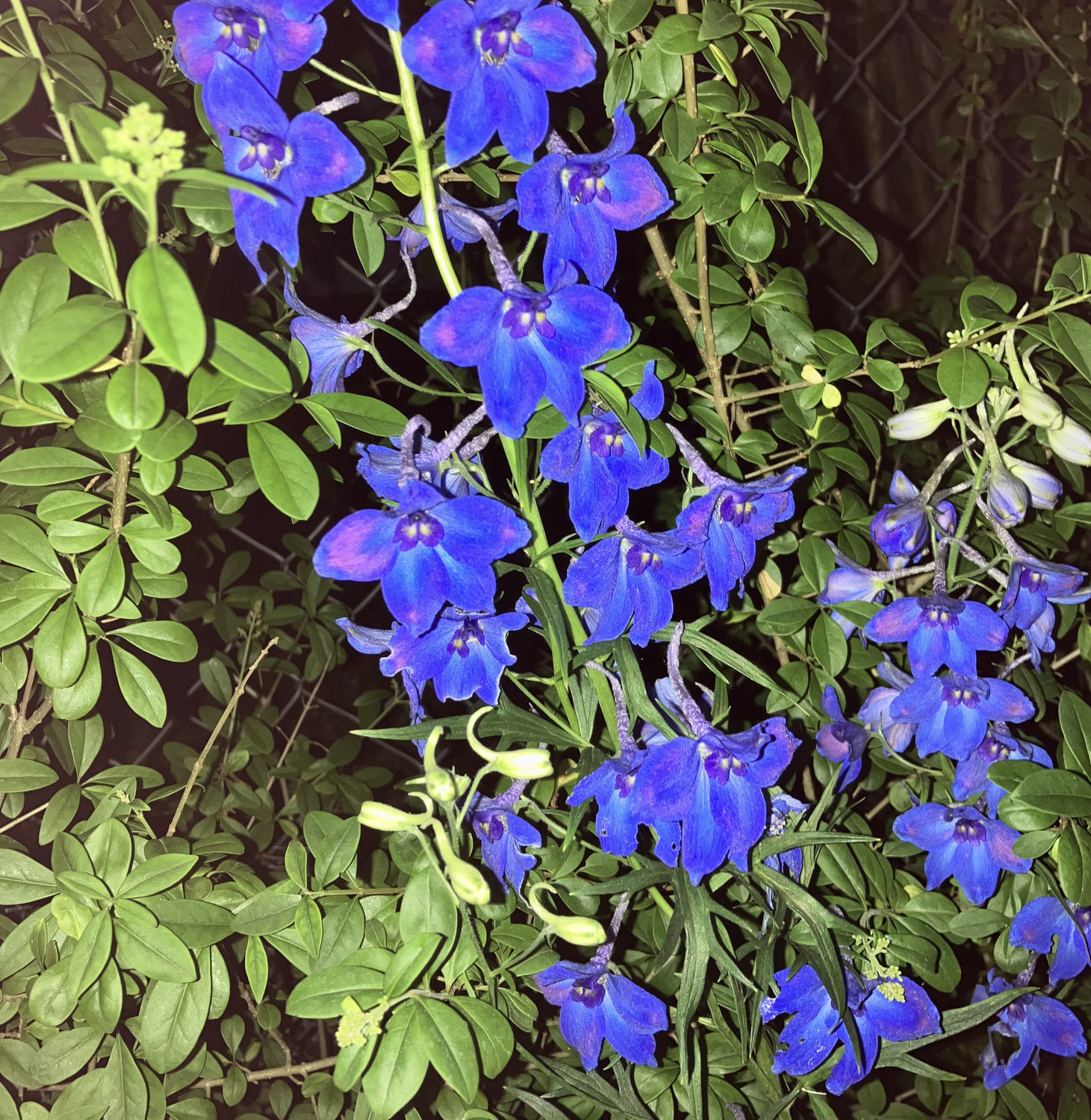 Im Garten