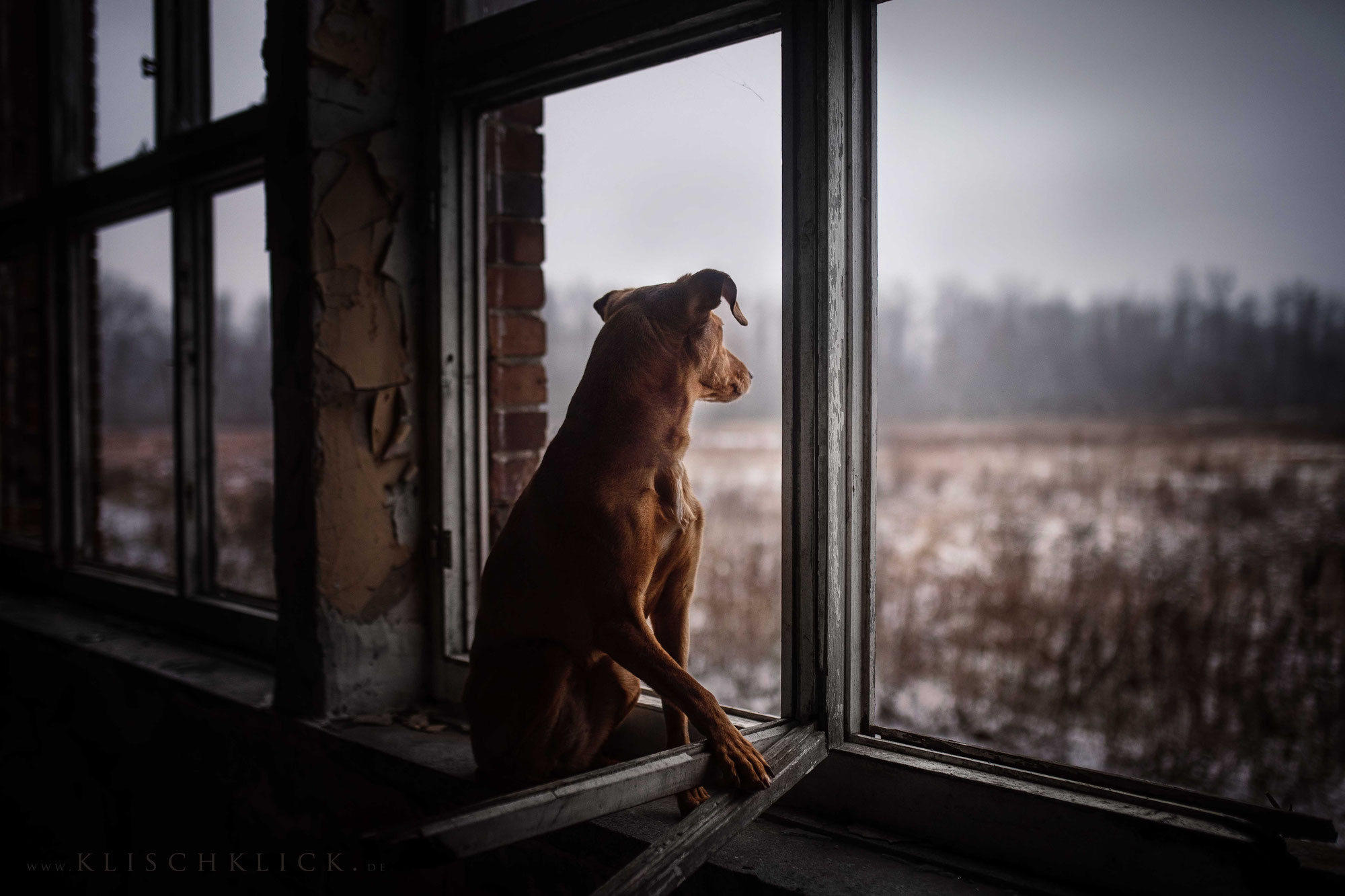 LOVED DOGS in LOST PLACES