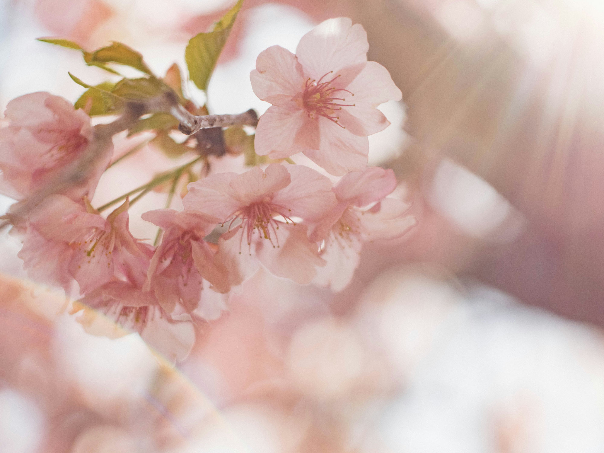 紫外線の影響は花曇りでも…春肌ケアのポイントは？