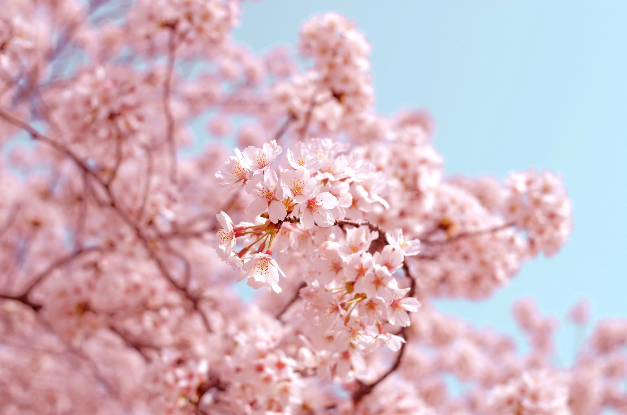 春の桜キャンペーン2022April