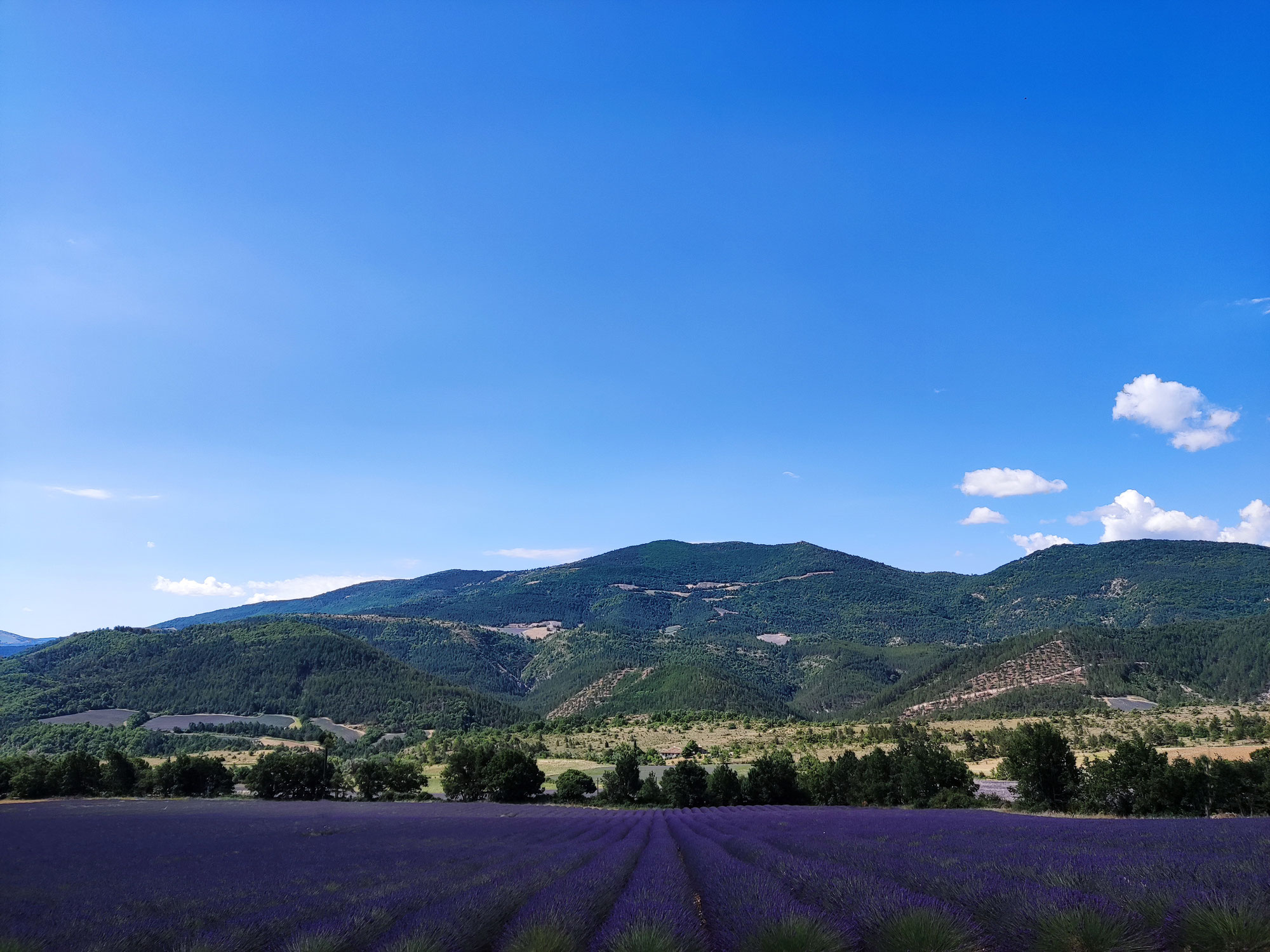 Die Provence zur Lavendelblüte - Traumhaft