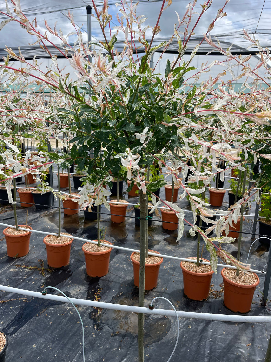 PRODUCTEUR PEPINIERES SALIX