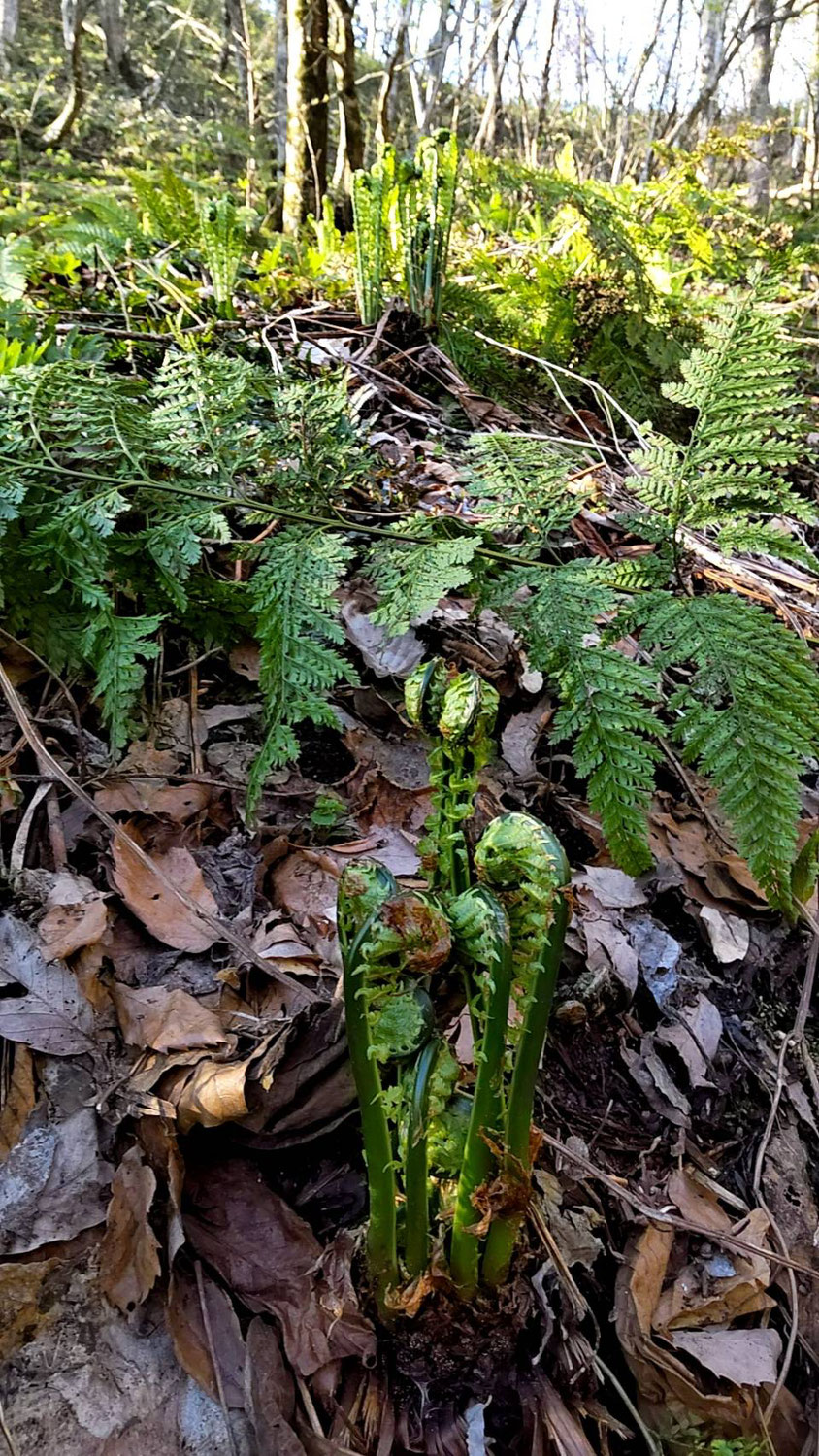 山菜の季節です