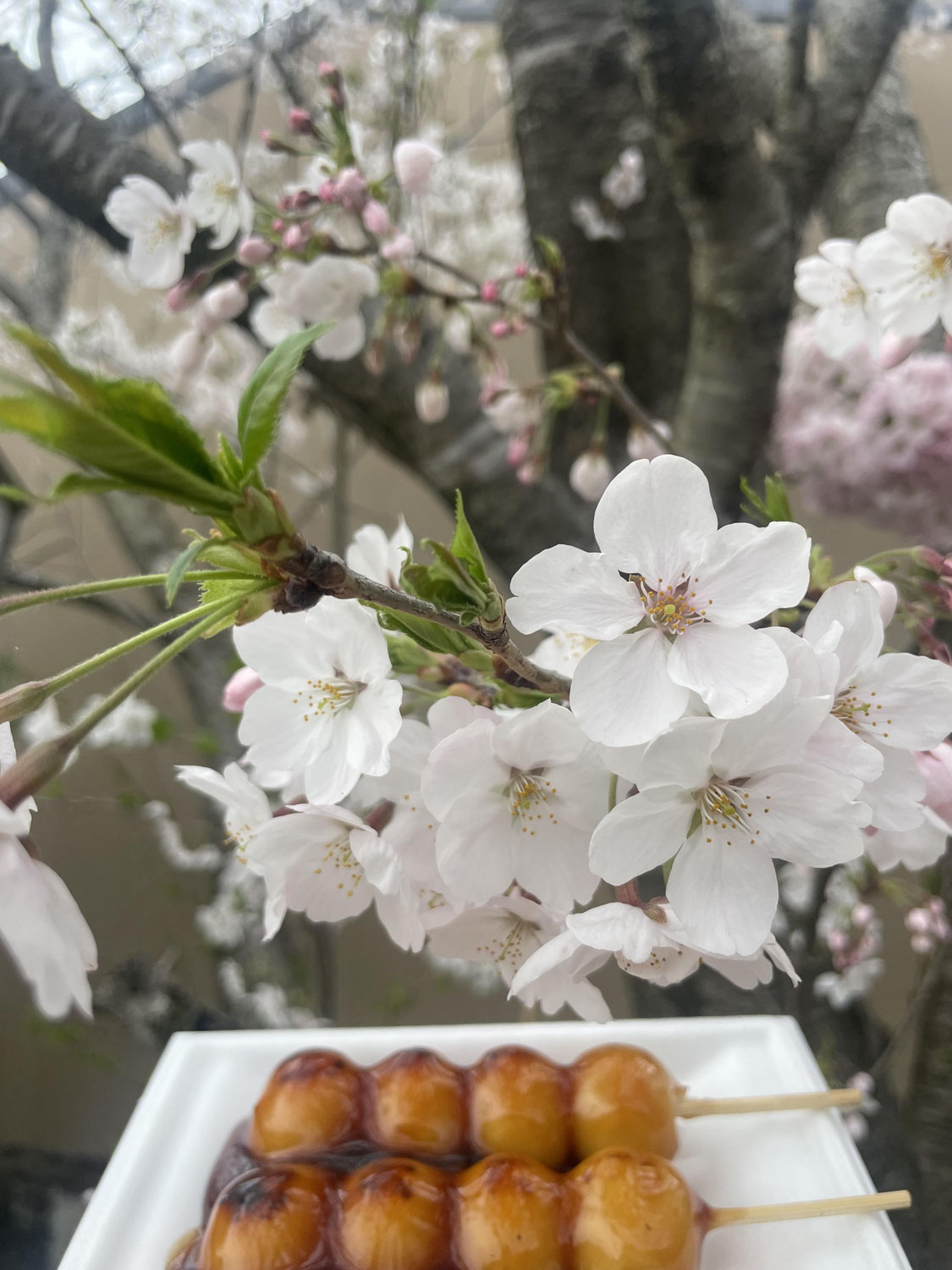 桜の季節となりました🌸