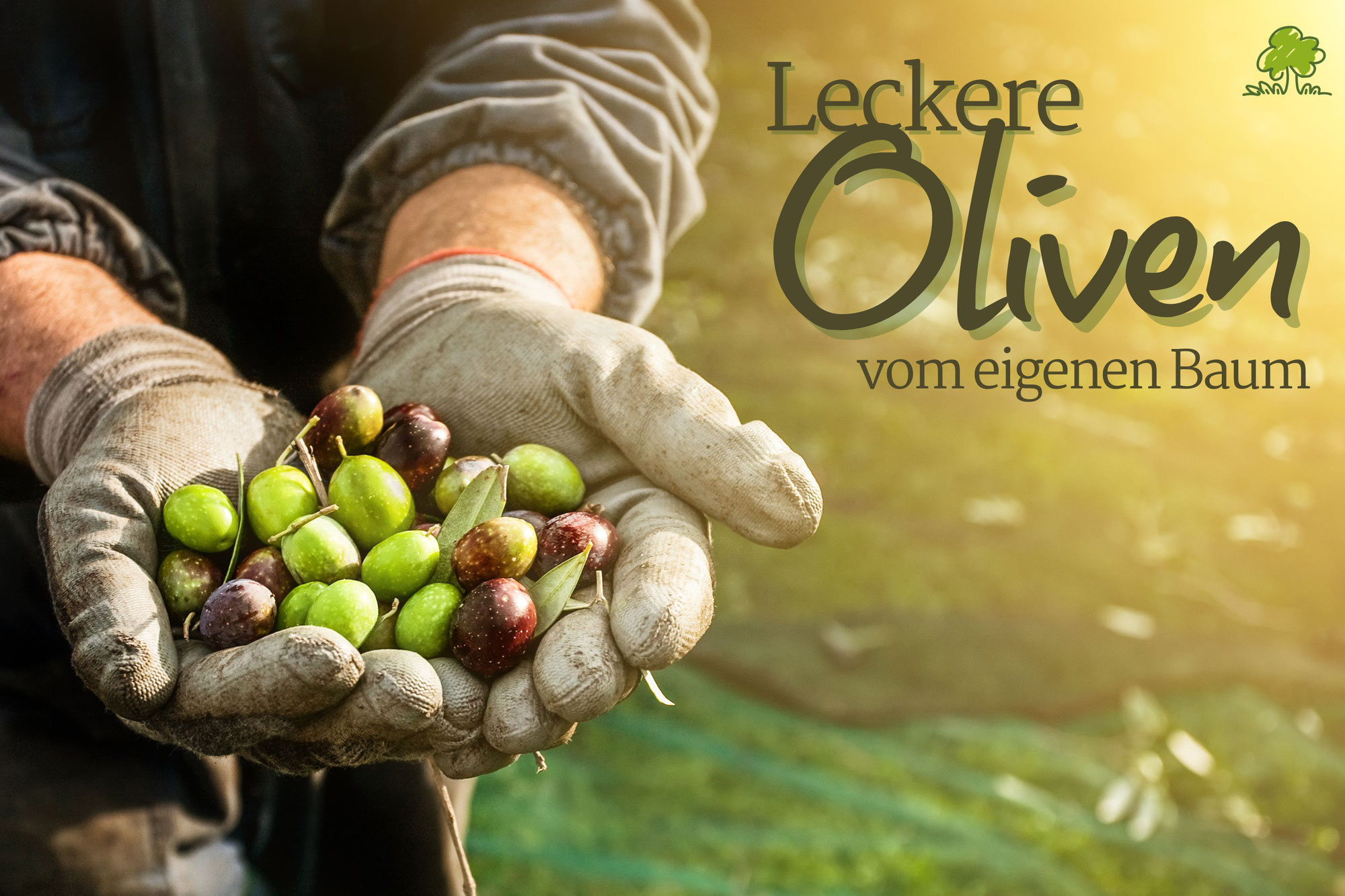 Leckere Oliven aus dem eigenen Garten