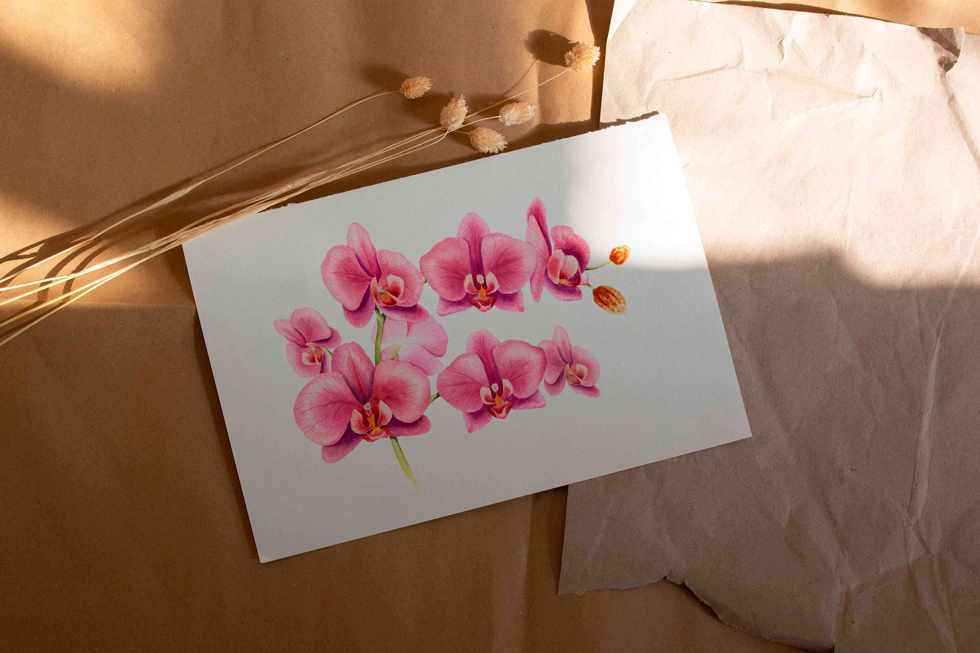 Orchideen für dein Zuhause