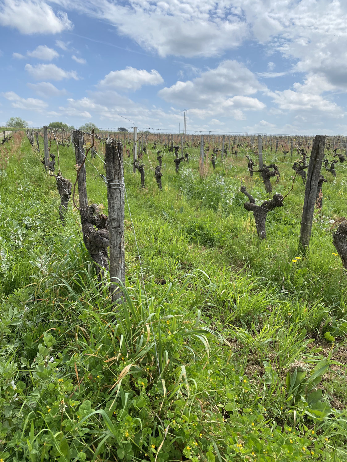 Les vignerons face au changement climatique