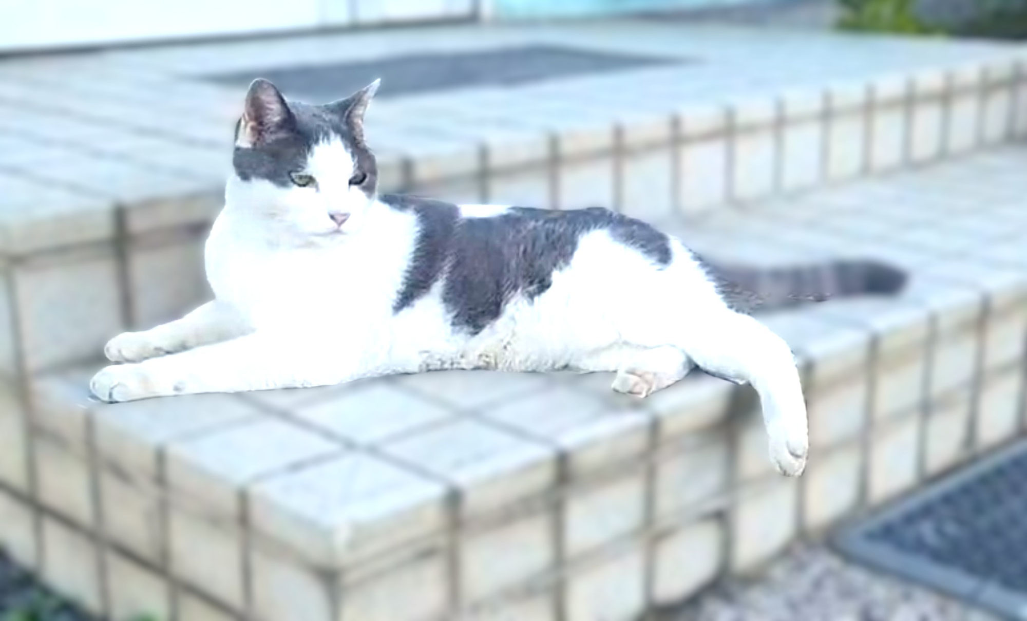 猫の営業部長ダイゴの活動