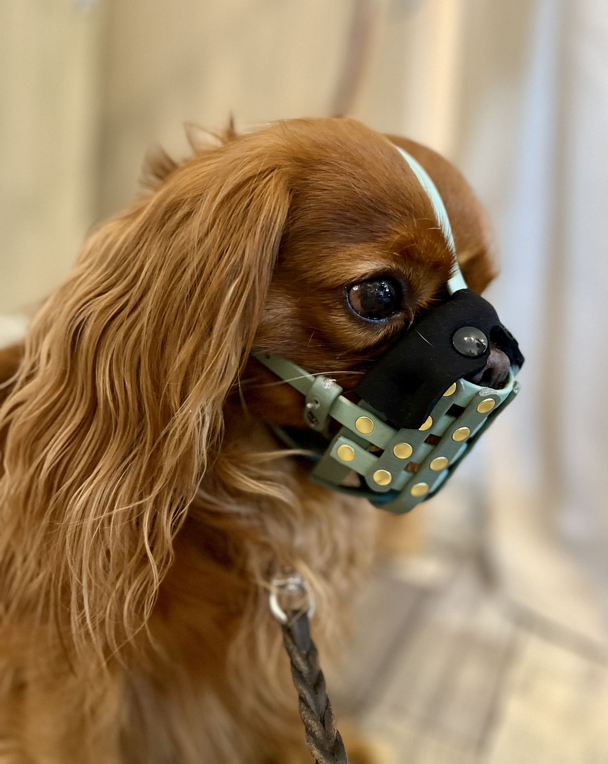 Gibt es einen BioThane-Maulkorb für einen kleinen Hund?