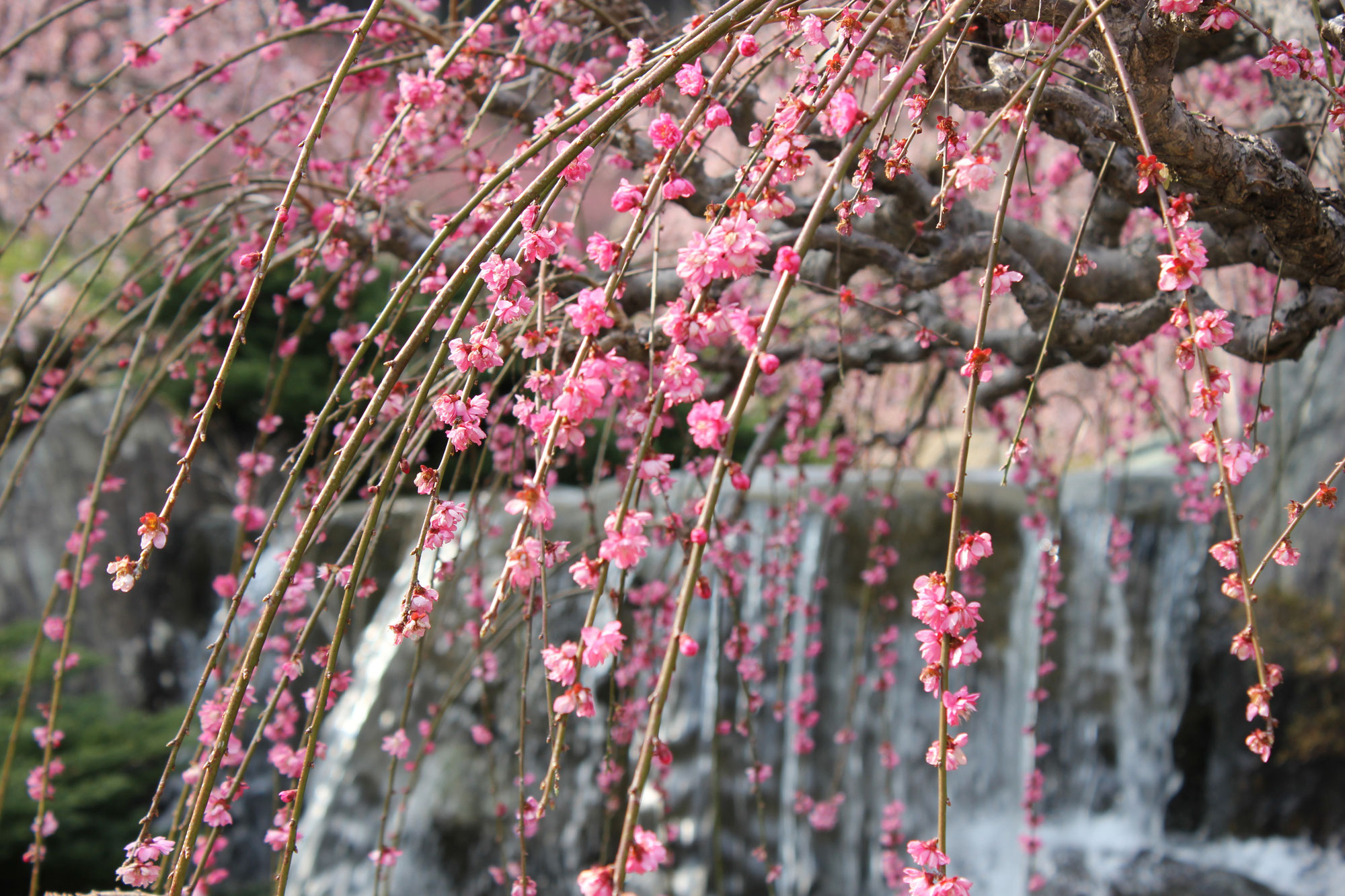 流水庭園・しだれ梅 - 花の奥山高原