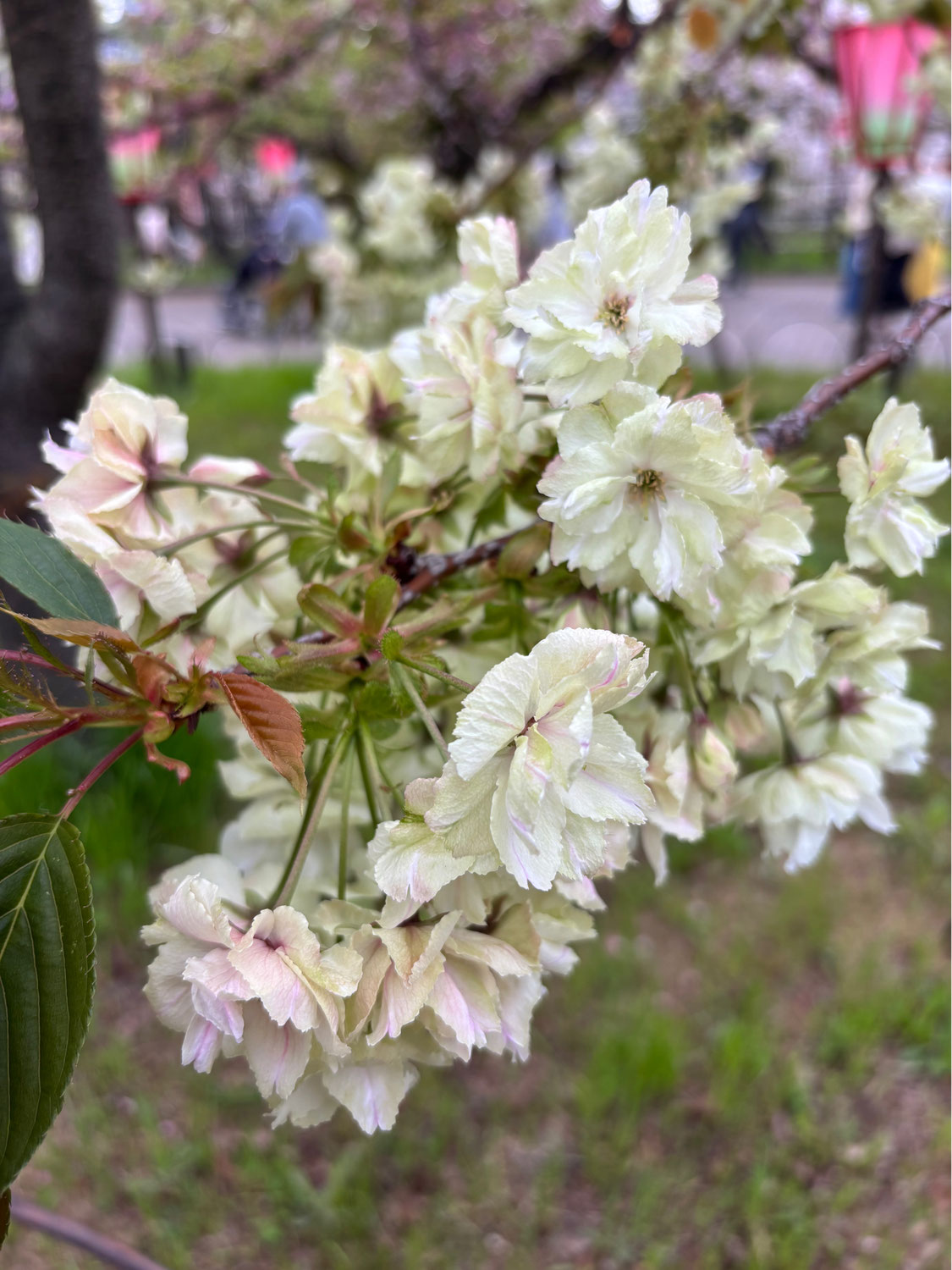 令和8年度造幣局桜の通り抜けに行ってきました