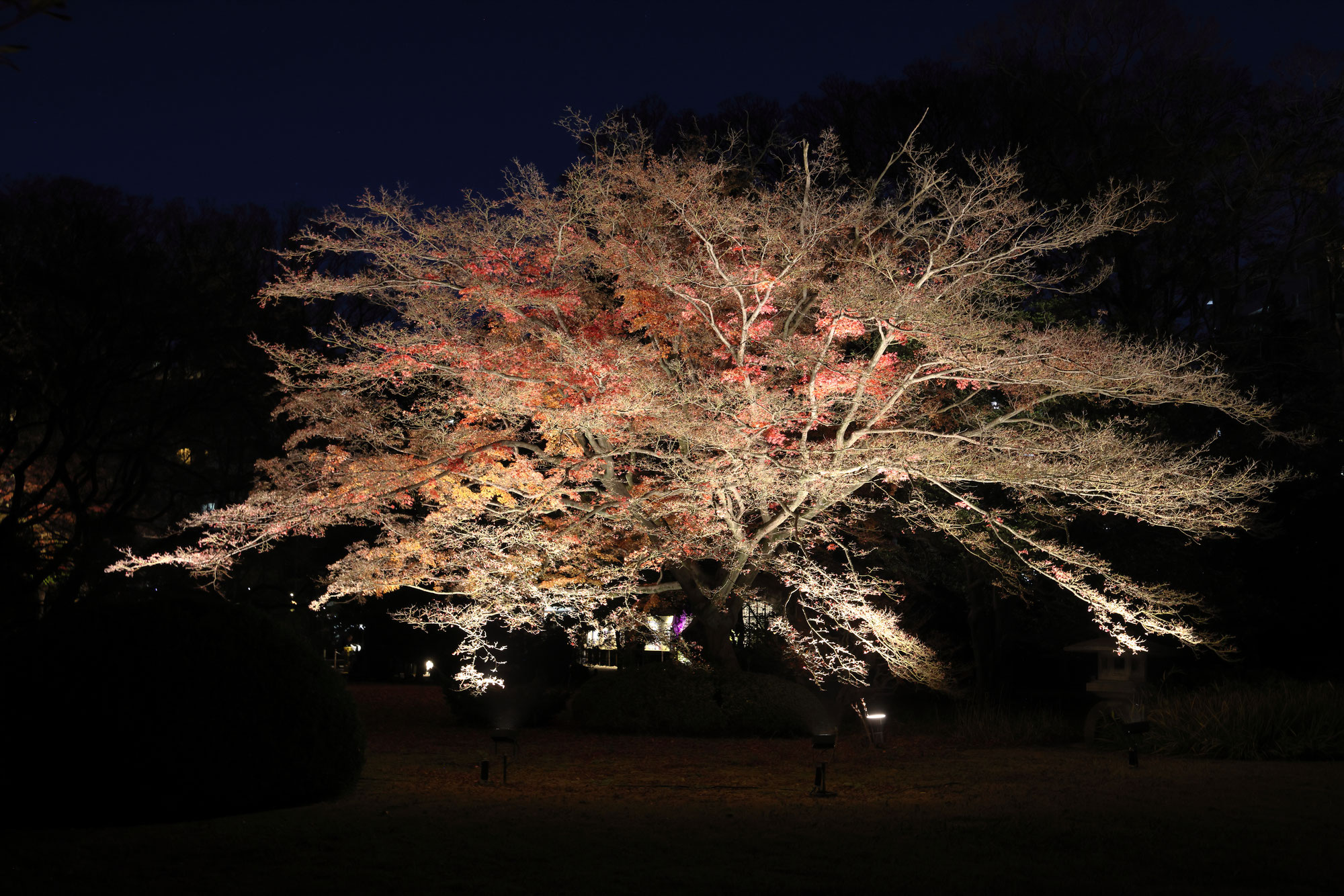 ナイト六義園に誘われて