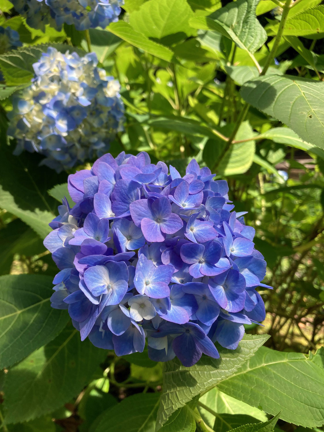 ６月の明月院