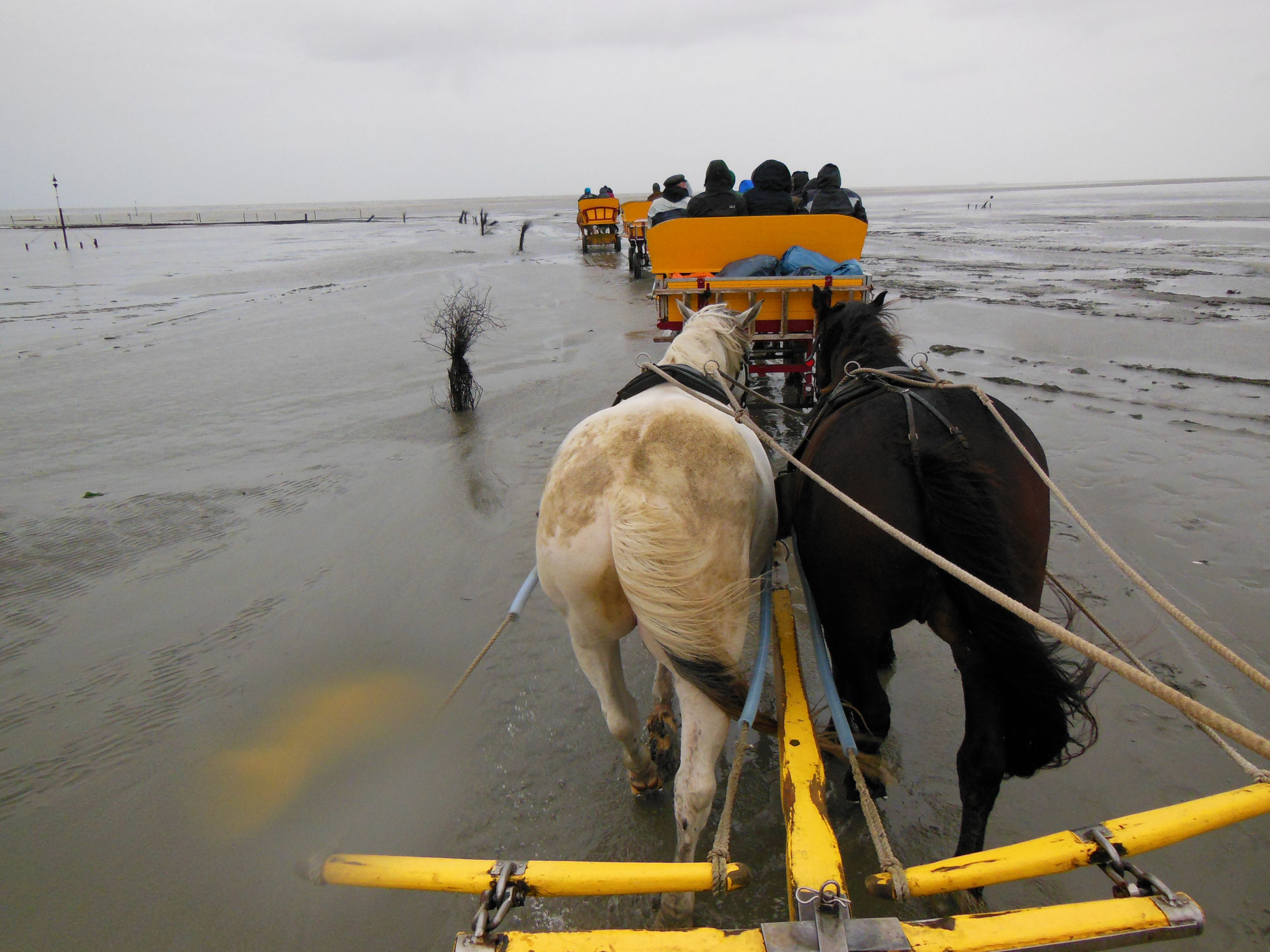 Tagesexkursion in den Nationalpark Hamburgisches Wattenmeer
