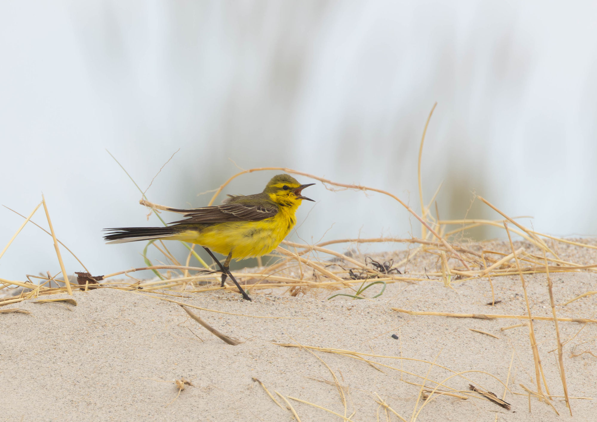 Seltener Brutvogel auf Helgoland: Gelbkopf-Schafstelze