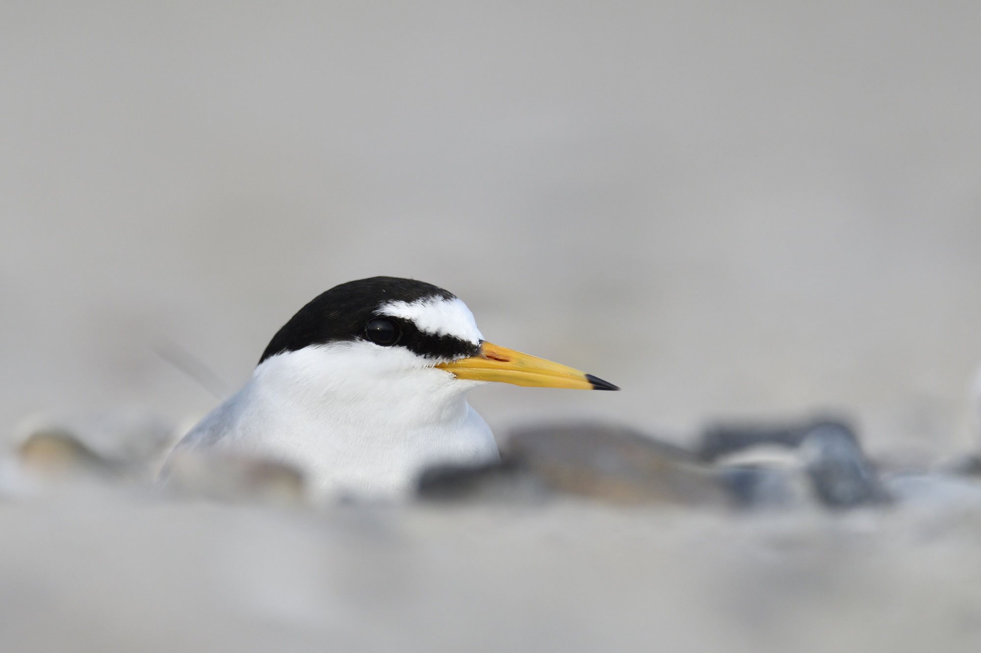 Die Zwergseeschwalbe ist Seevogel des Jahres 2026